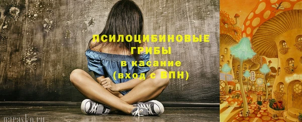 индика Ельня